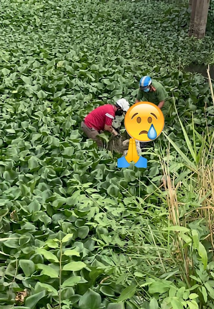 Tai nạn giao thôg xảy ra buổi tối r quăng nạn nhân xuống sông phi tang đến sáng ng dân phát hiện. 