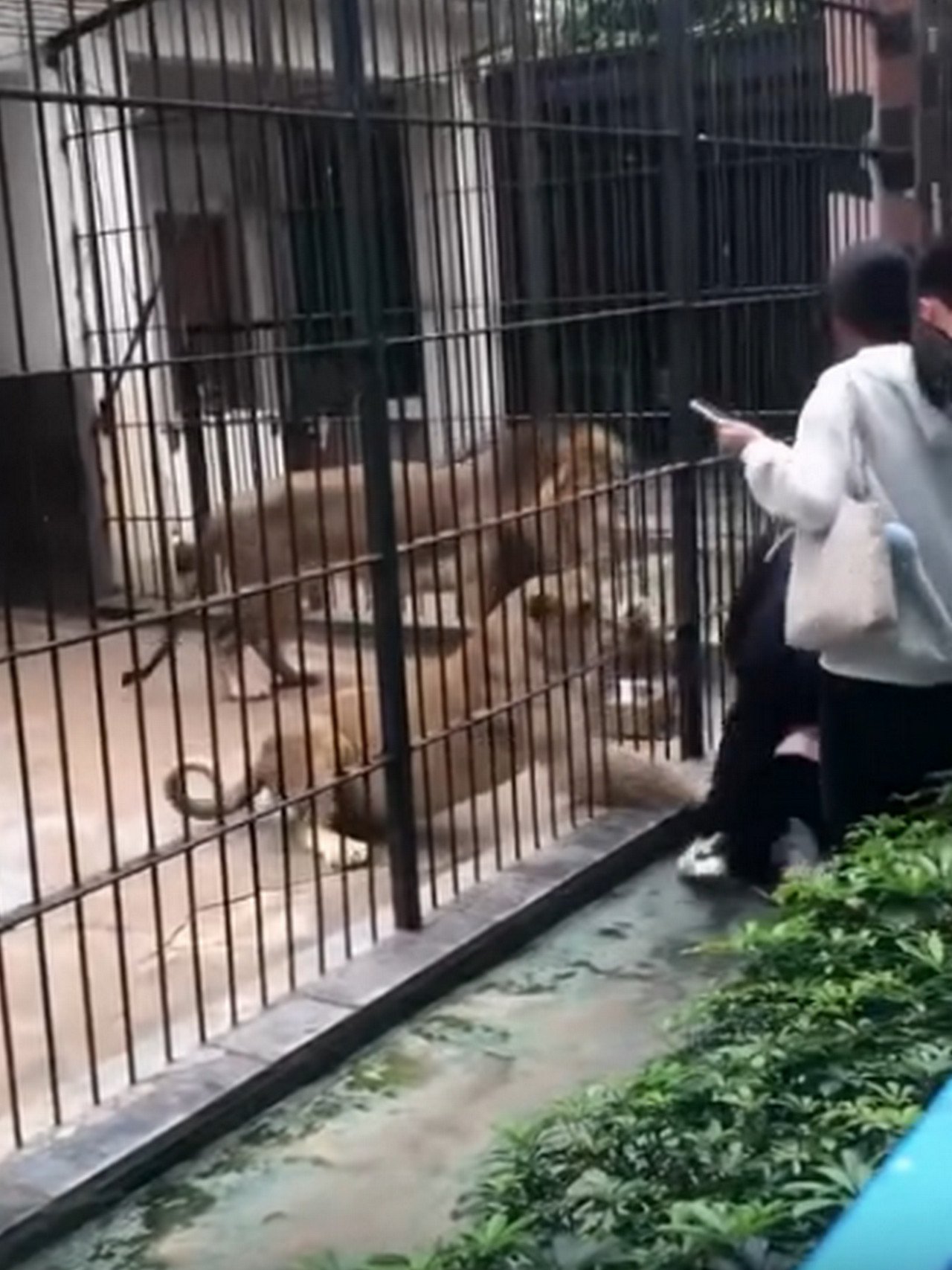 Bé gáj b! sư tử kéo-lê tại vườn thú